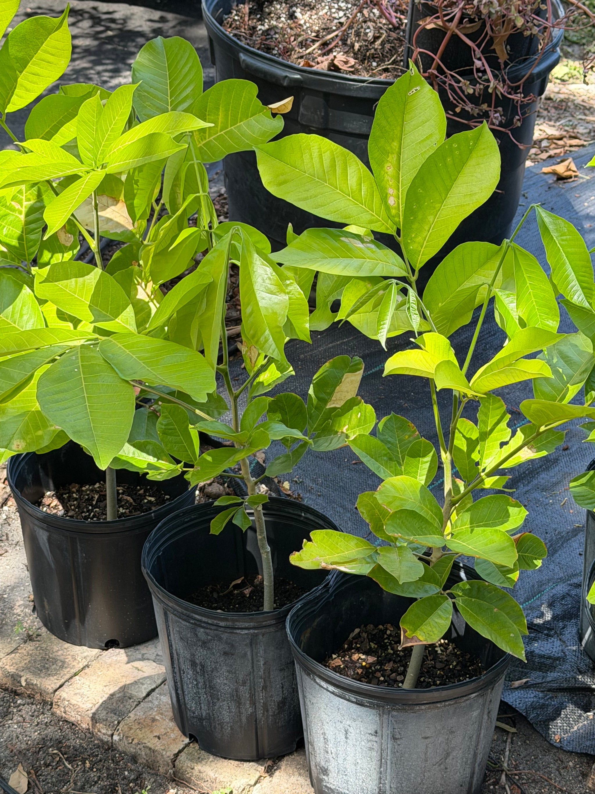 Ackee Plant From Seed 20+ Inch