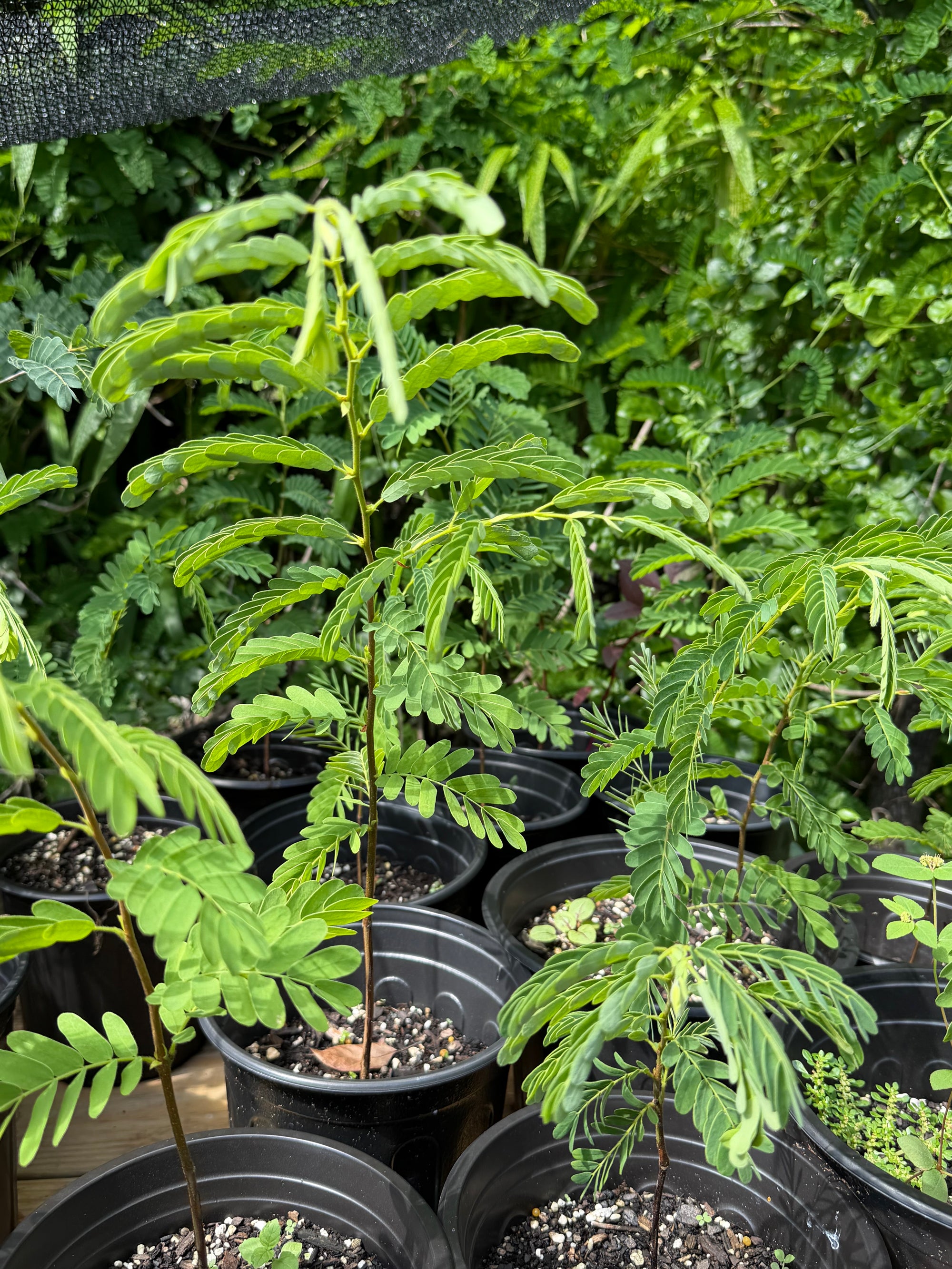 Pre-Bonsai Tamarind Plant