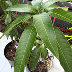 Valencia Pride Mango Grafted