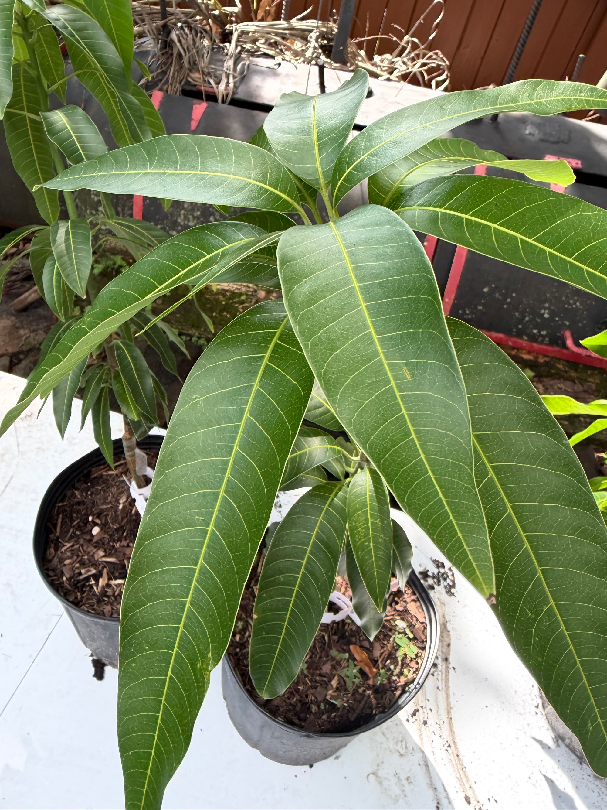 Valencia Pride Mango Grafted
