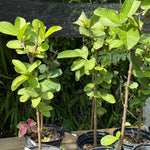 Ruby Supreme Guava Plant