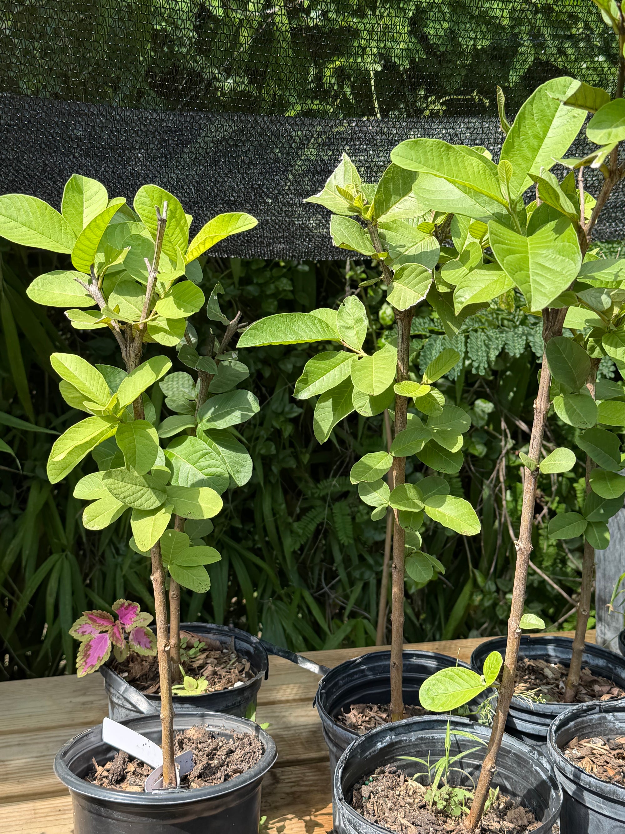 Ruby Supreme Guava Plant
