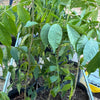Exotic Fruit Bundle