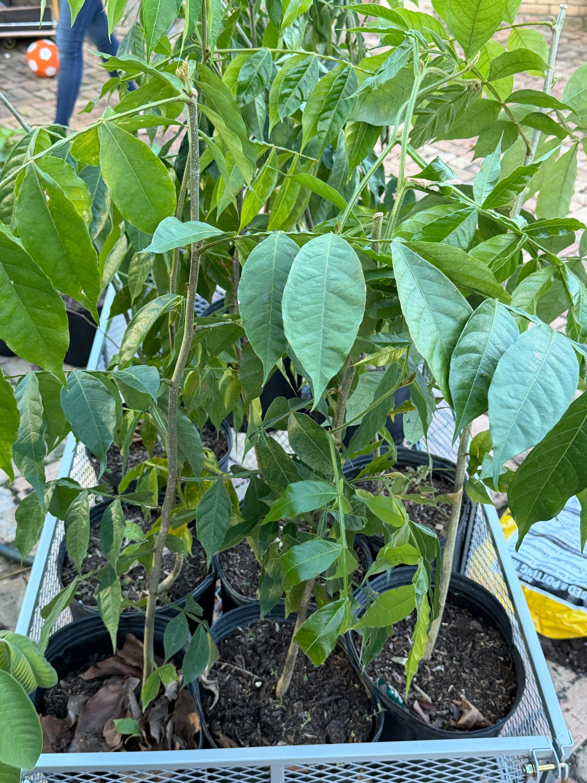 Exotic Fruit Bundle