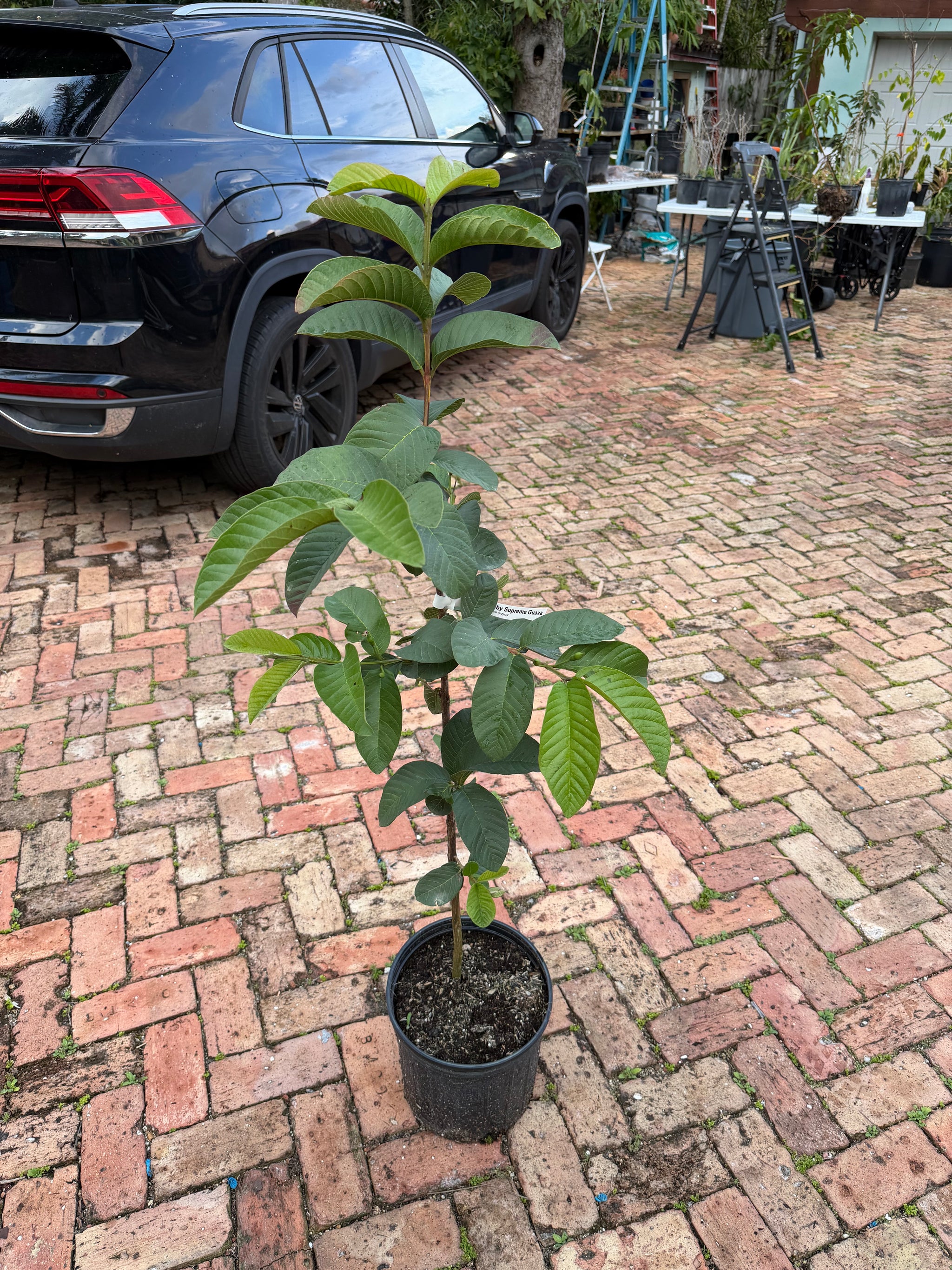 Ruby Supreme Guava Tree