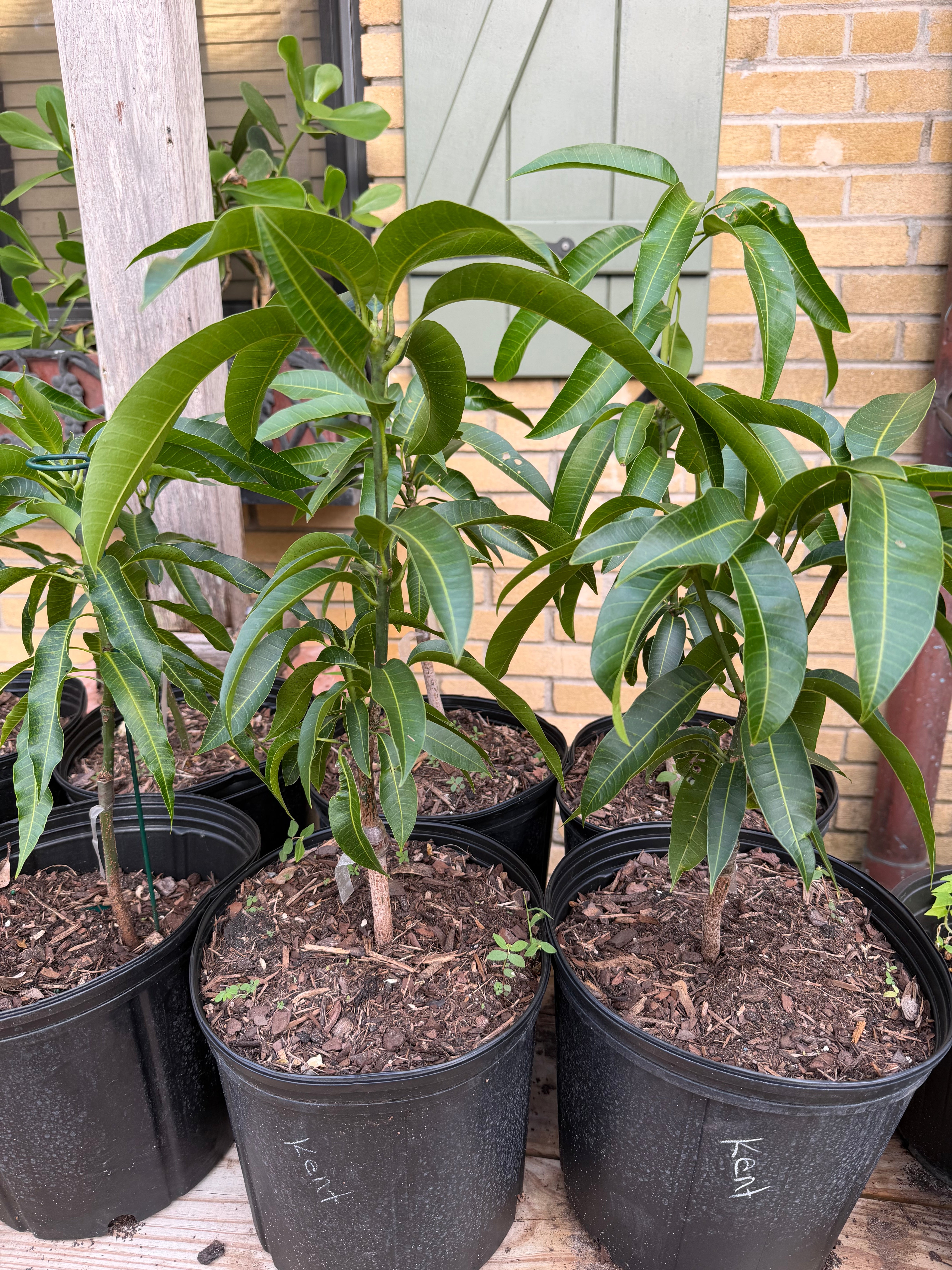 Kent Mango Grafted 12+ Inchers Plant – Giardino Fresco