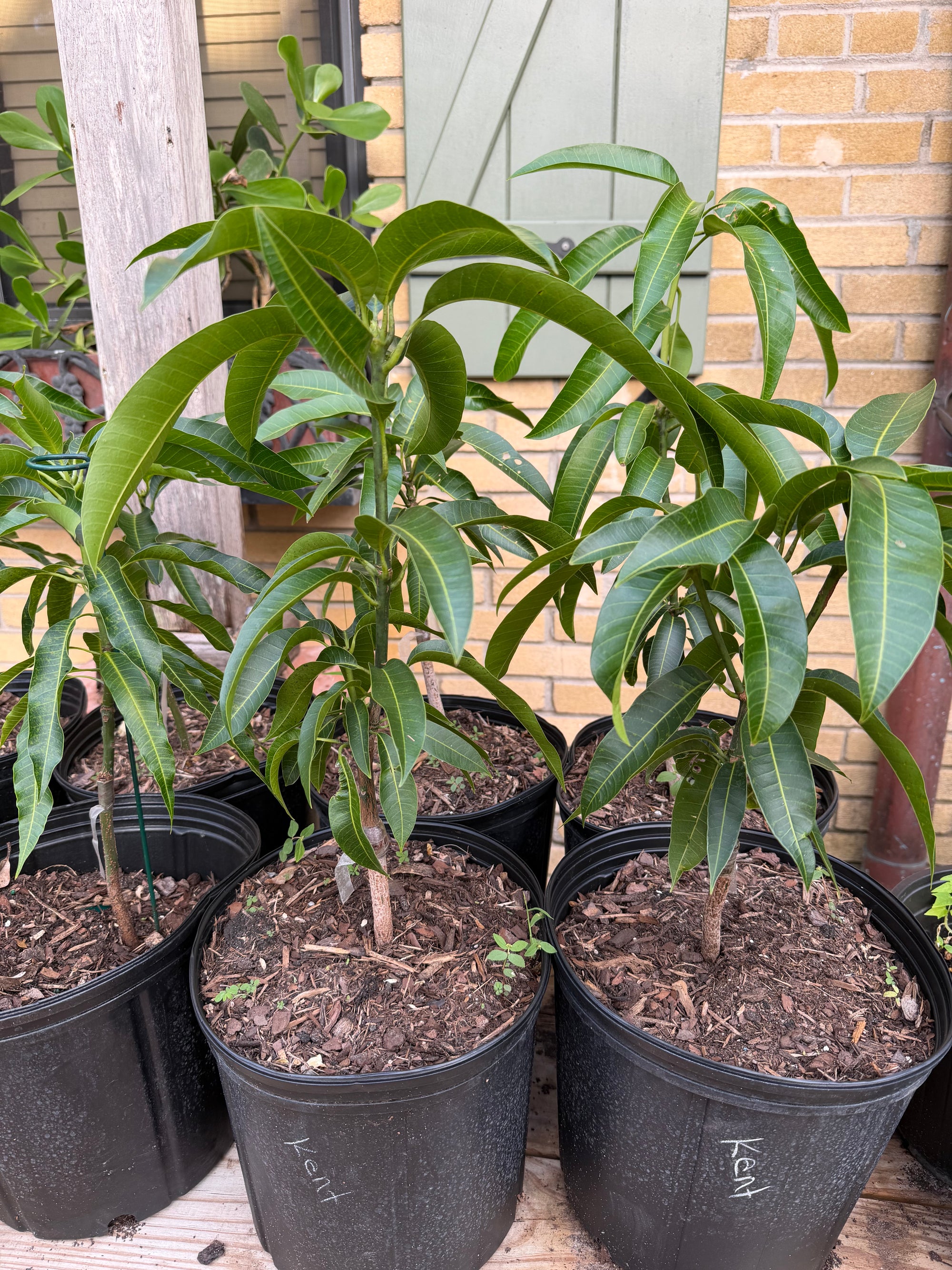 Kent Mango Grafted 12+ Inchers