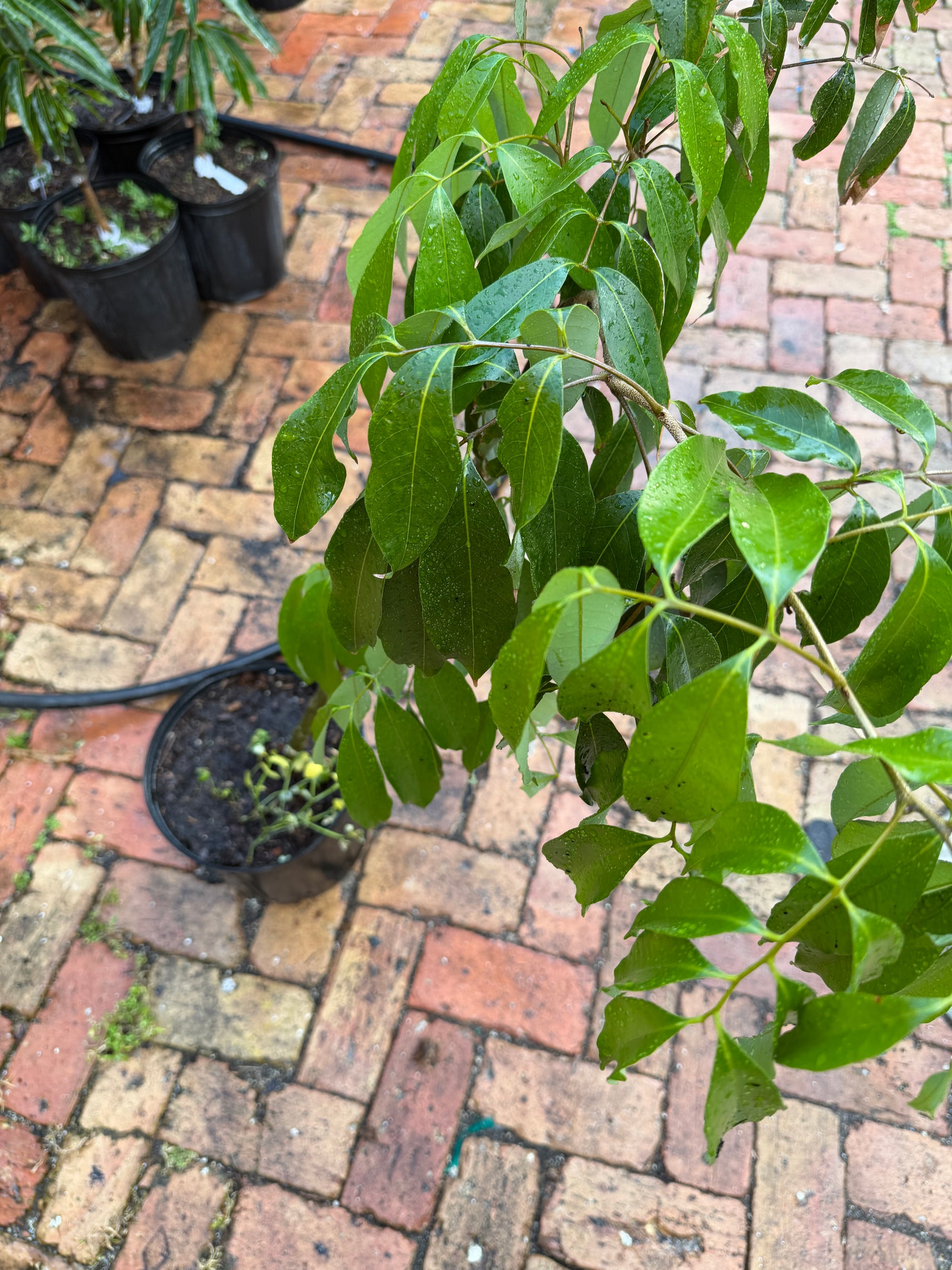 Brewster Lychee Tree Plant Grafted