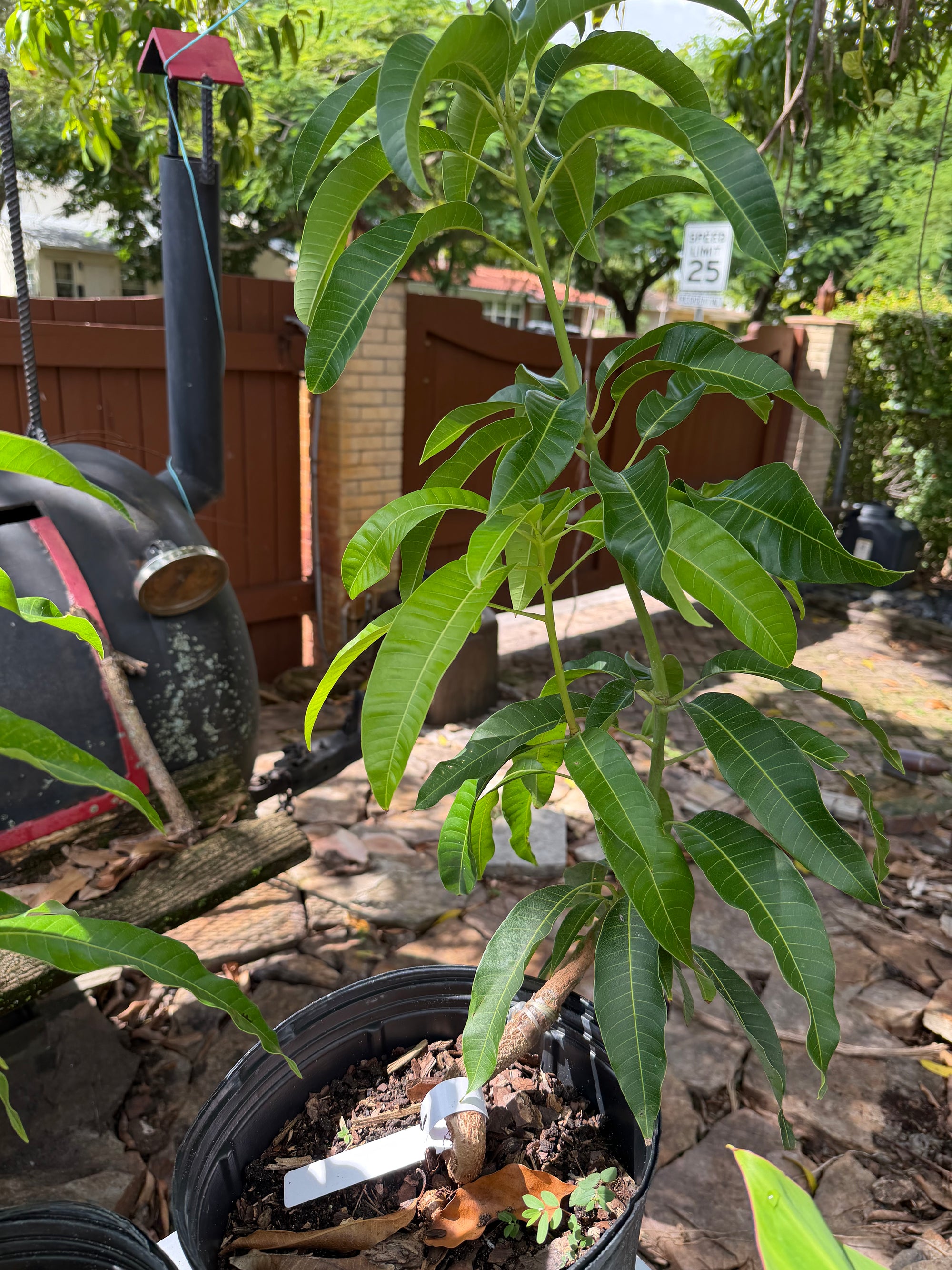 Carrie (Condo) Mango Grafted
