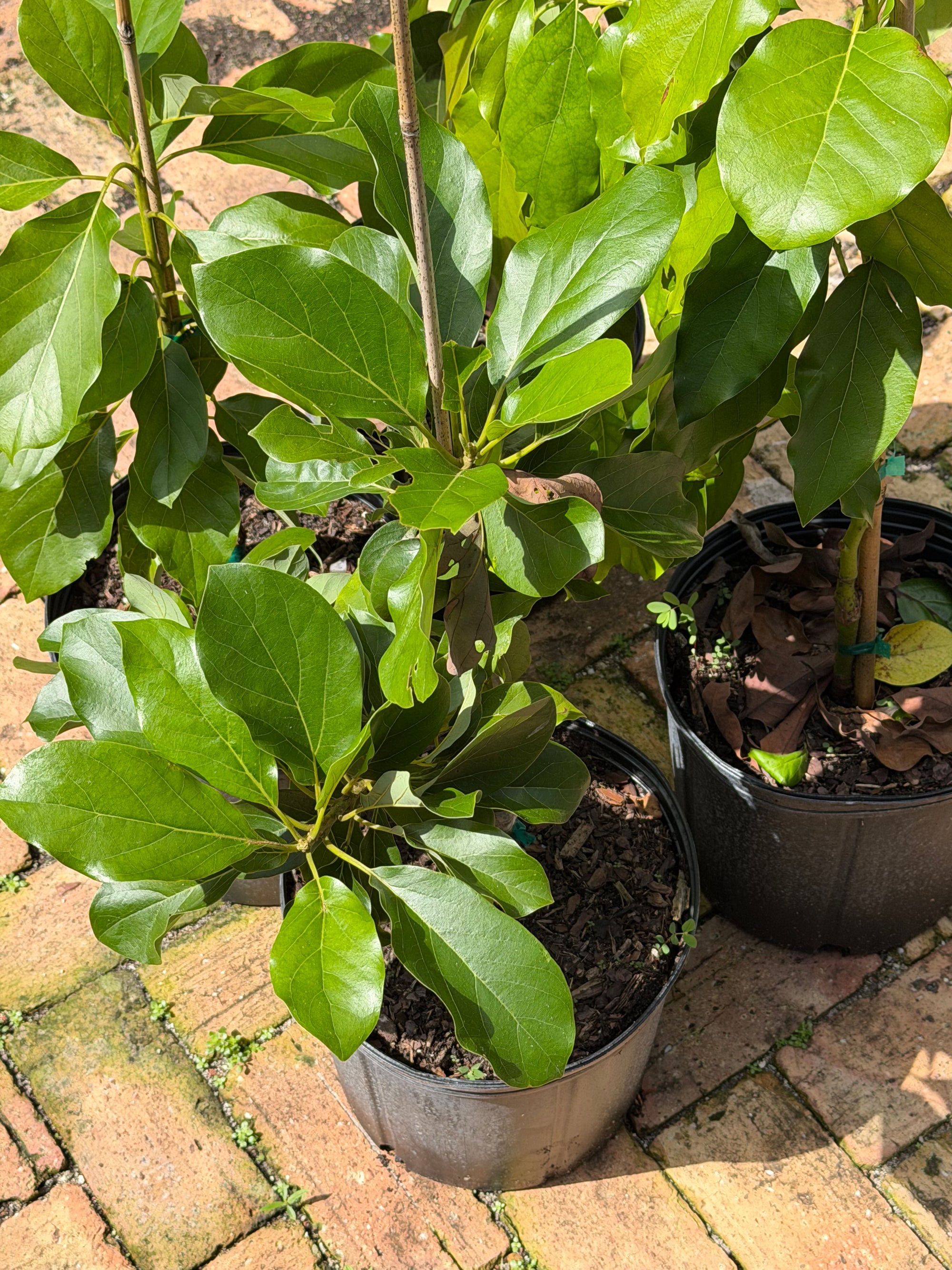 Choquette Avocado Grafted