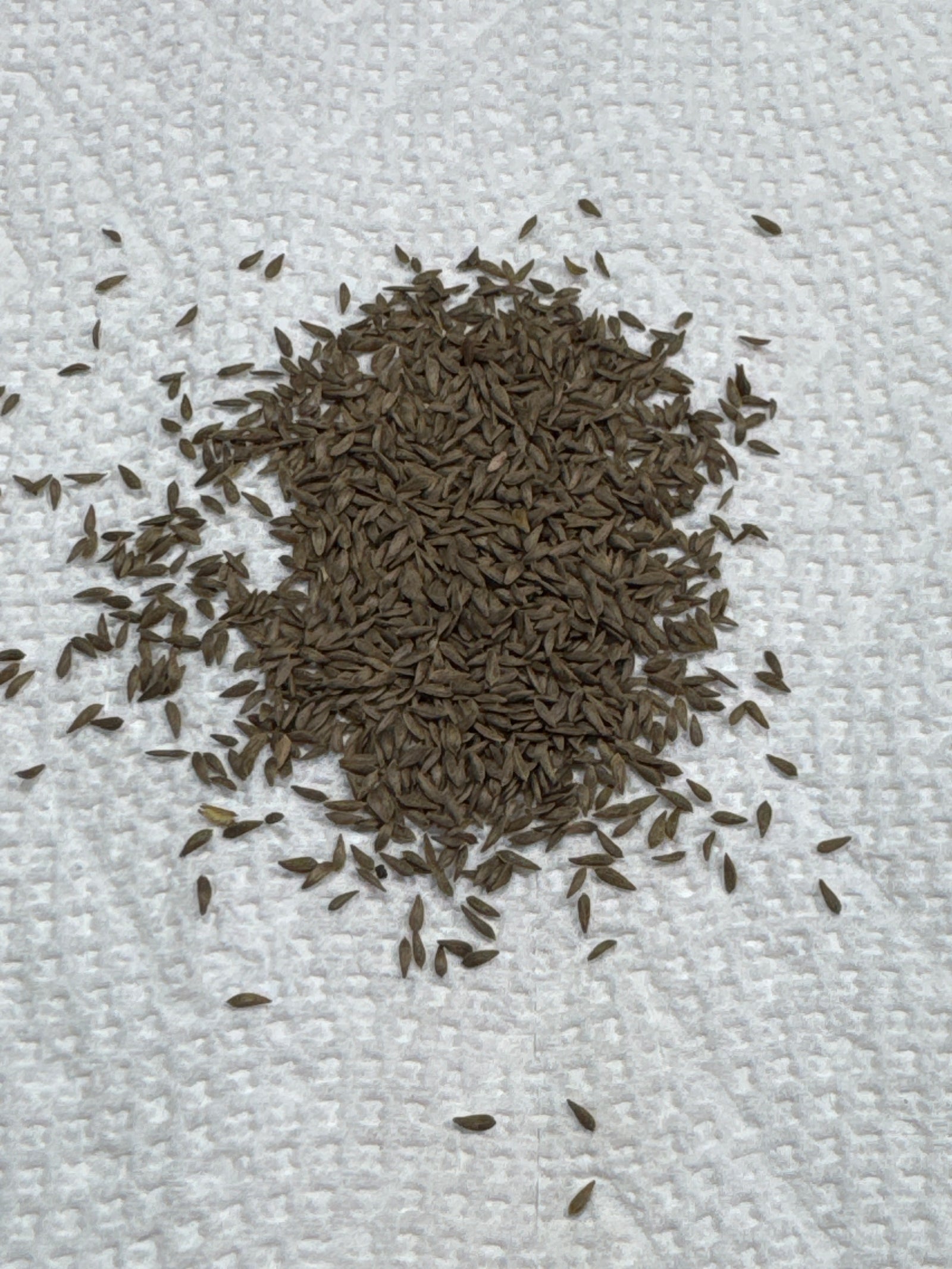 Buttercrunch Butterhead Seeds