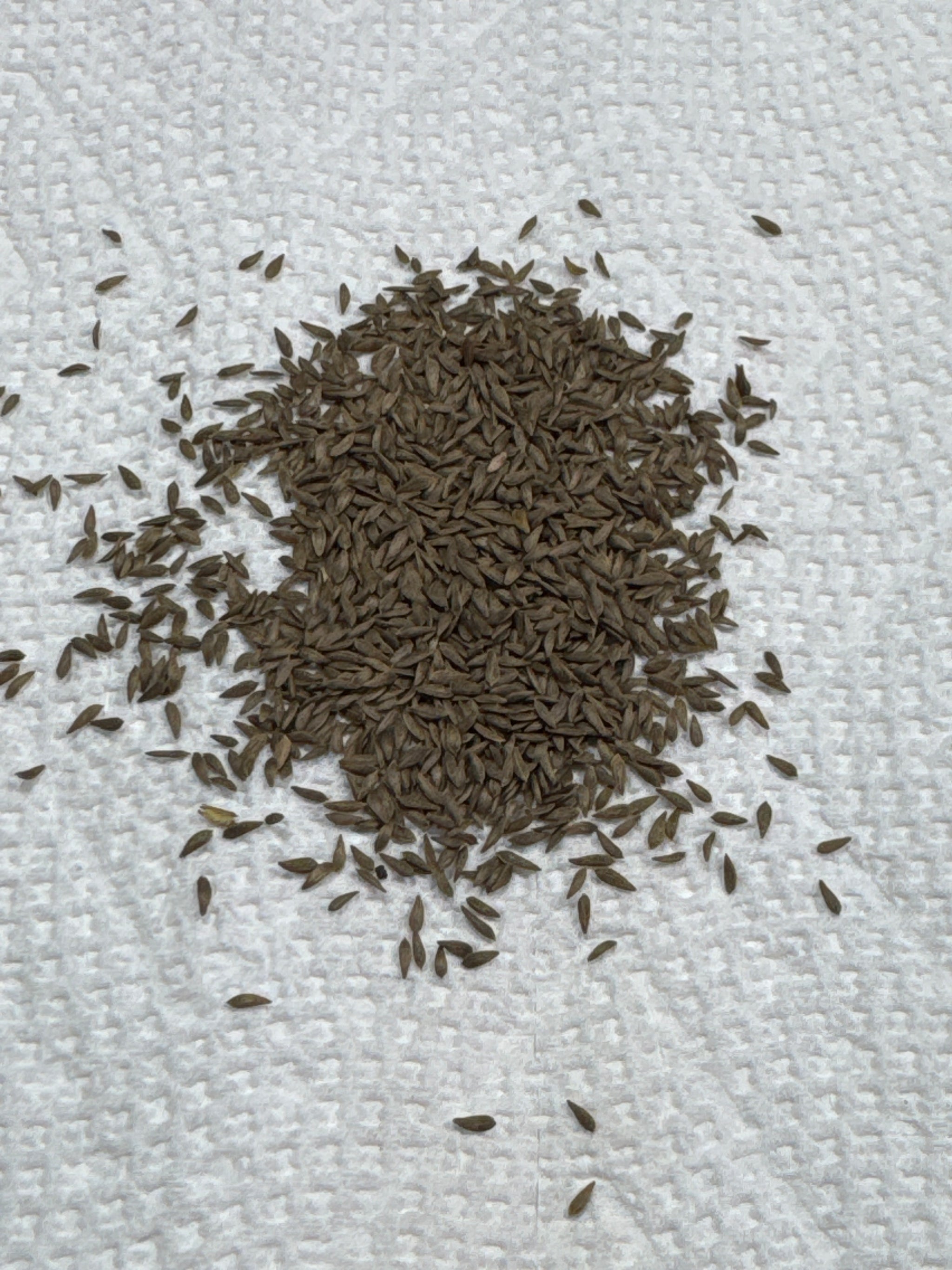 Buttercrunch Butterhead Seeds
