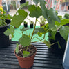 Fig Plant