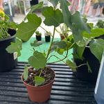 Fig Plant