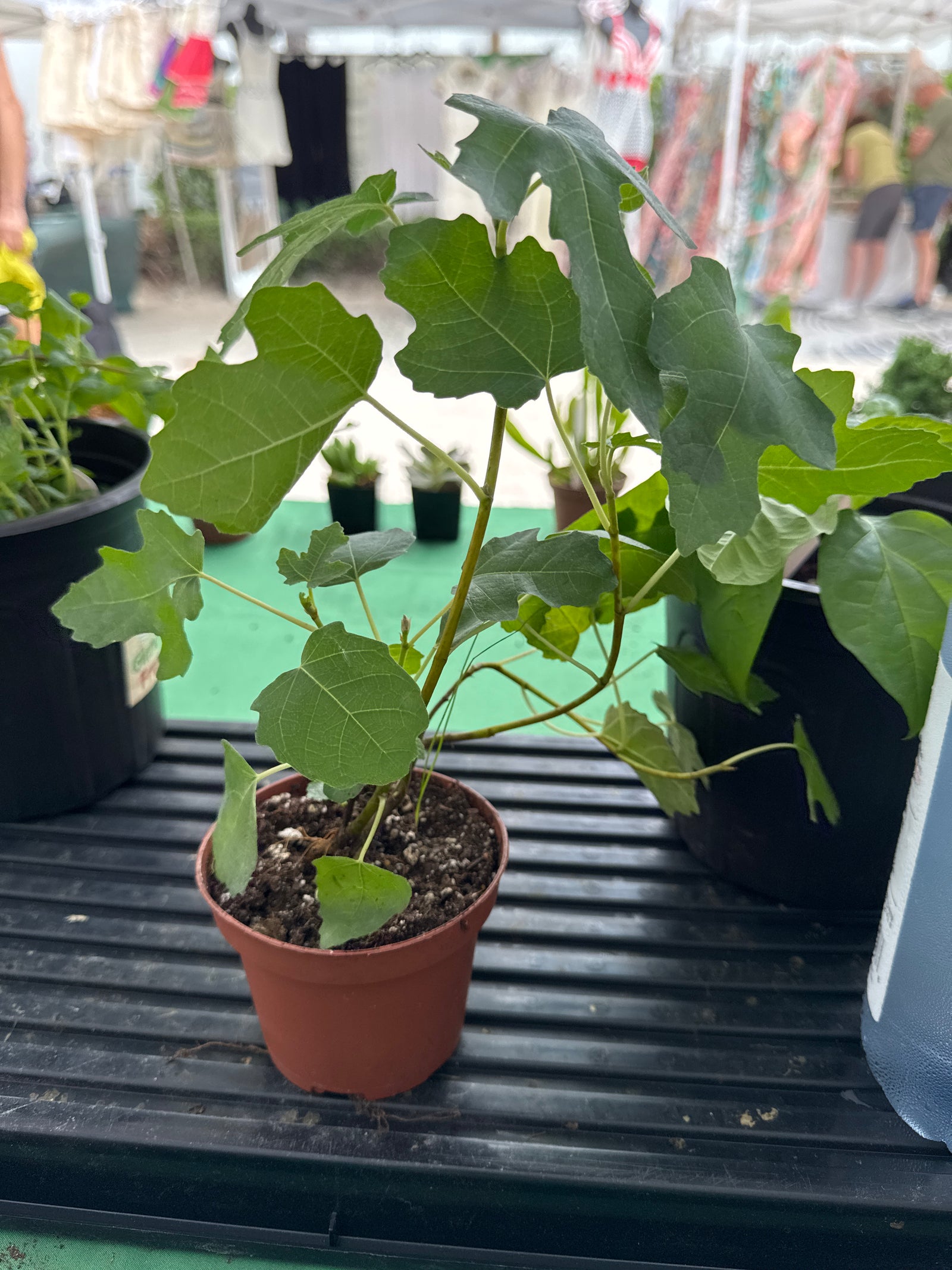 Fig Plant