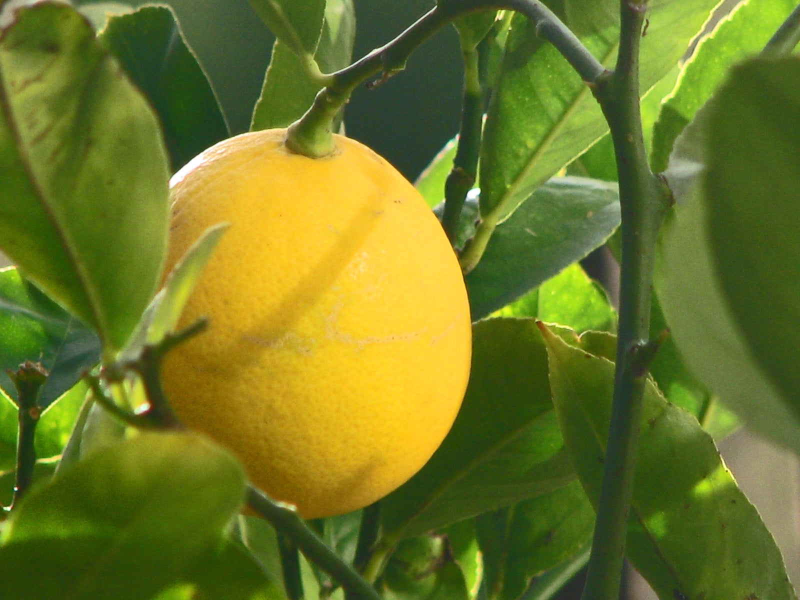 Meyer Lemon Plant Grafted