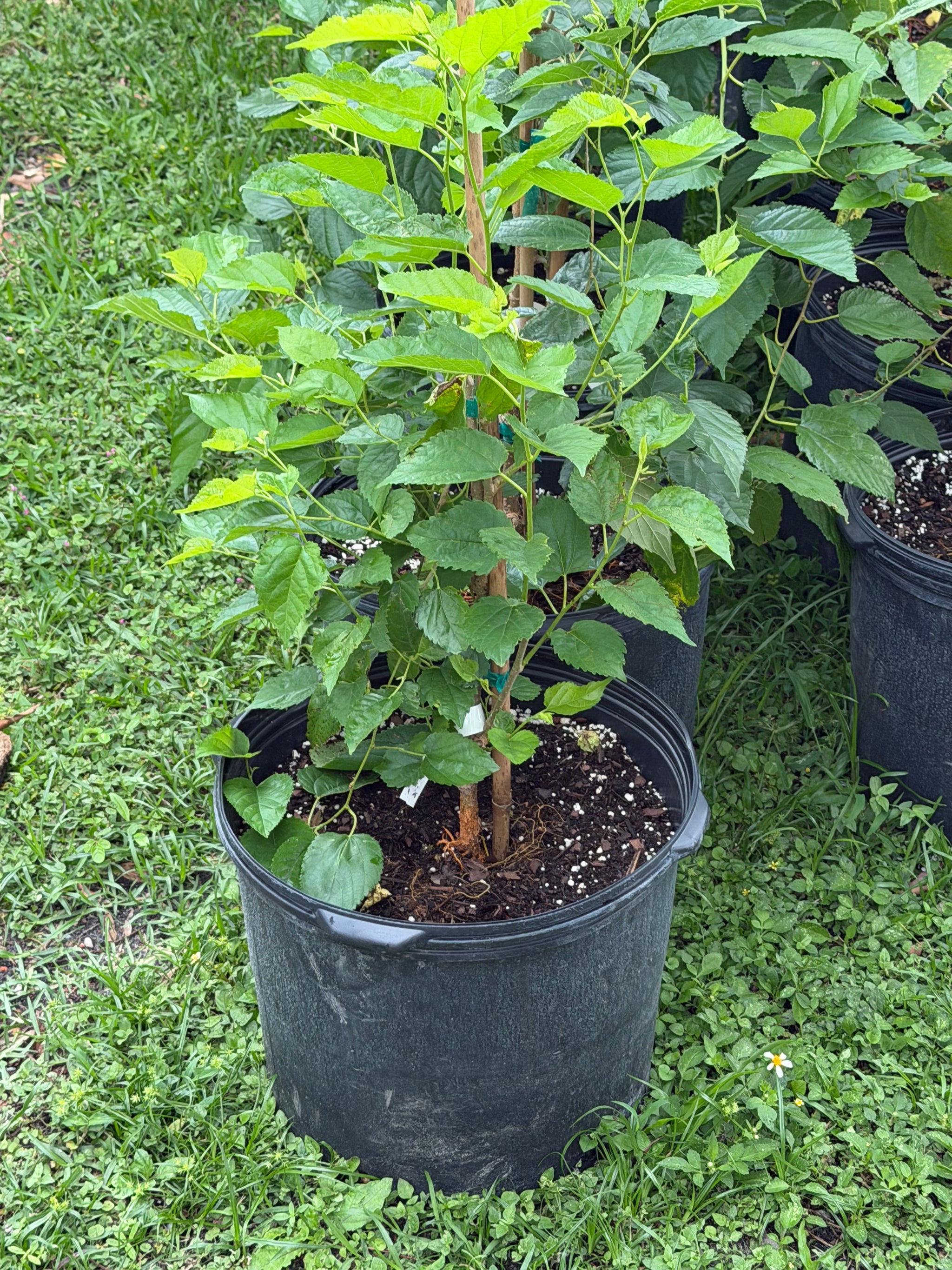 Mulberry Plant Ready To Fruit