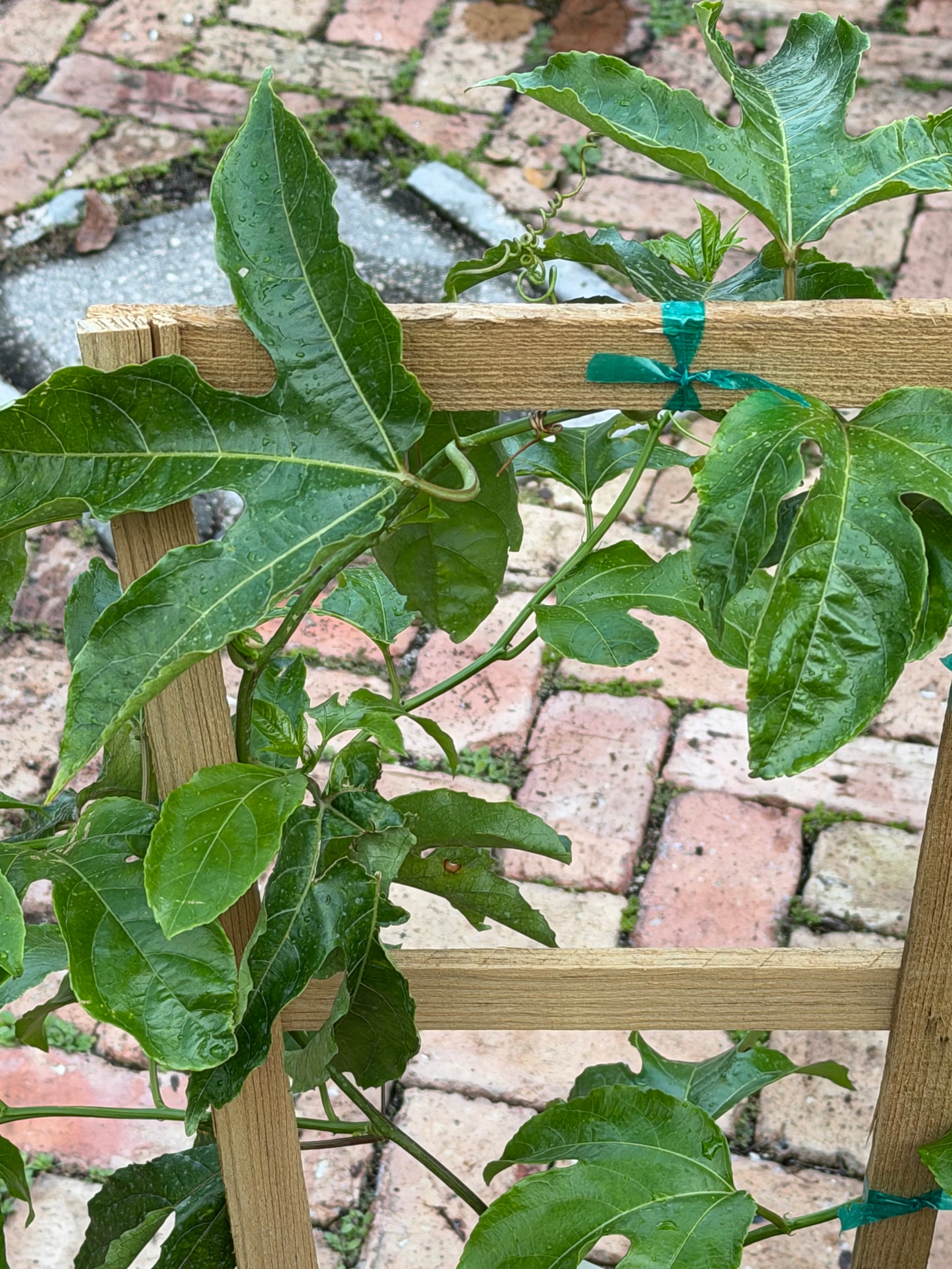 Passionfruit Plant 24-36+ Incher