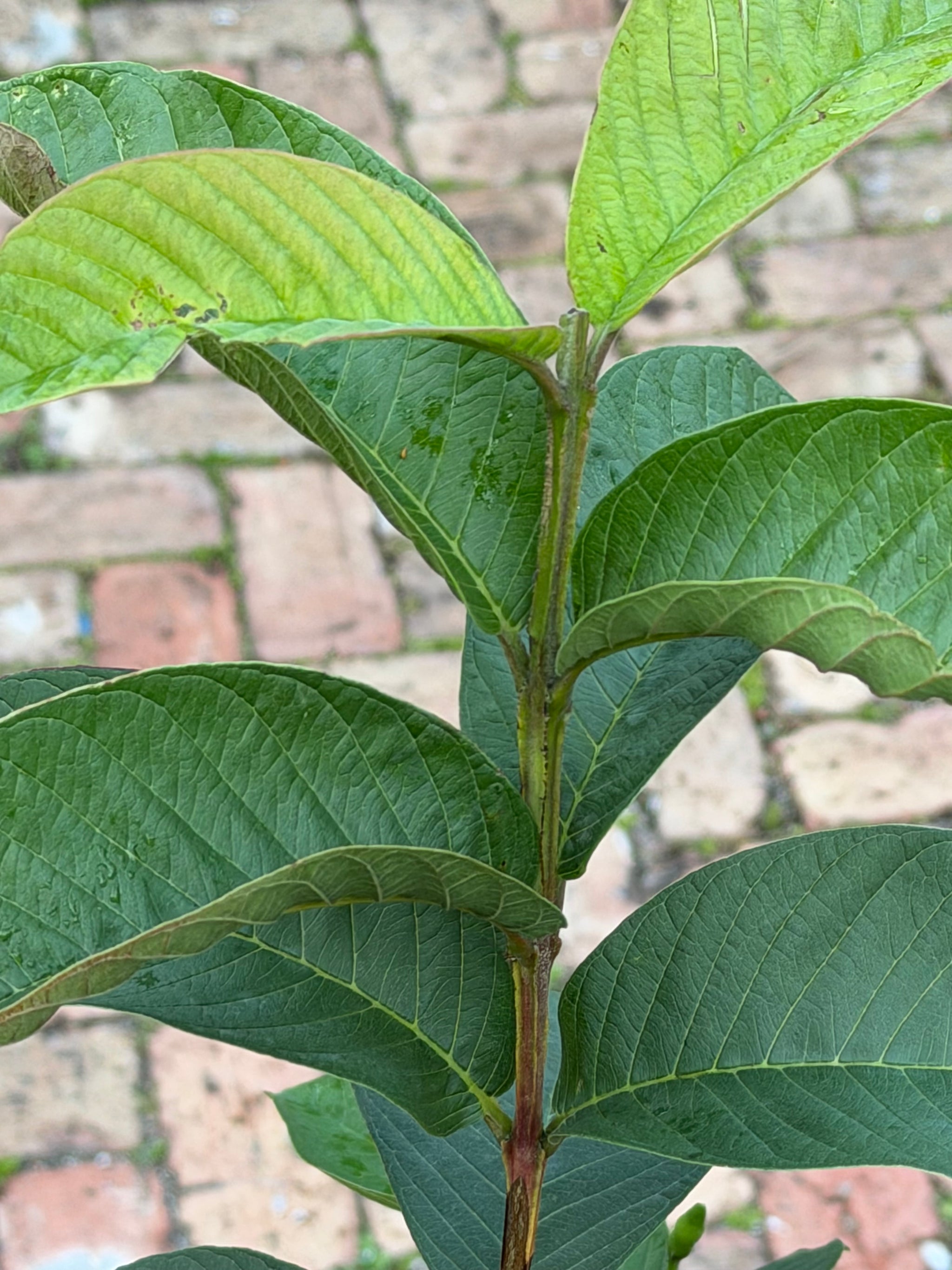 Ruby Supreme Guava Tree