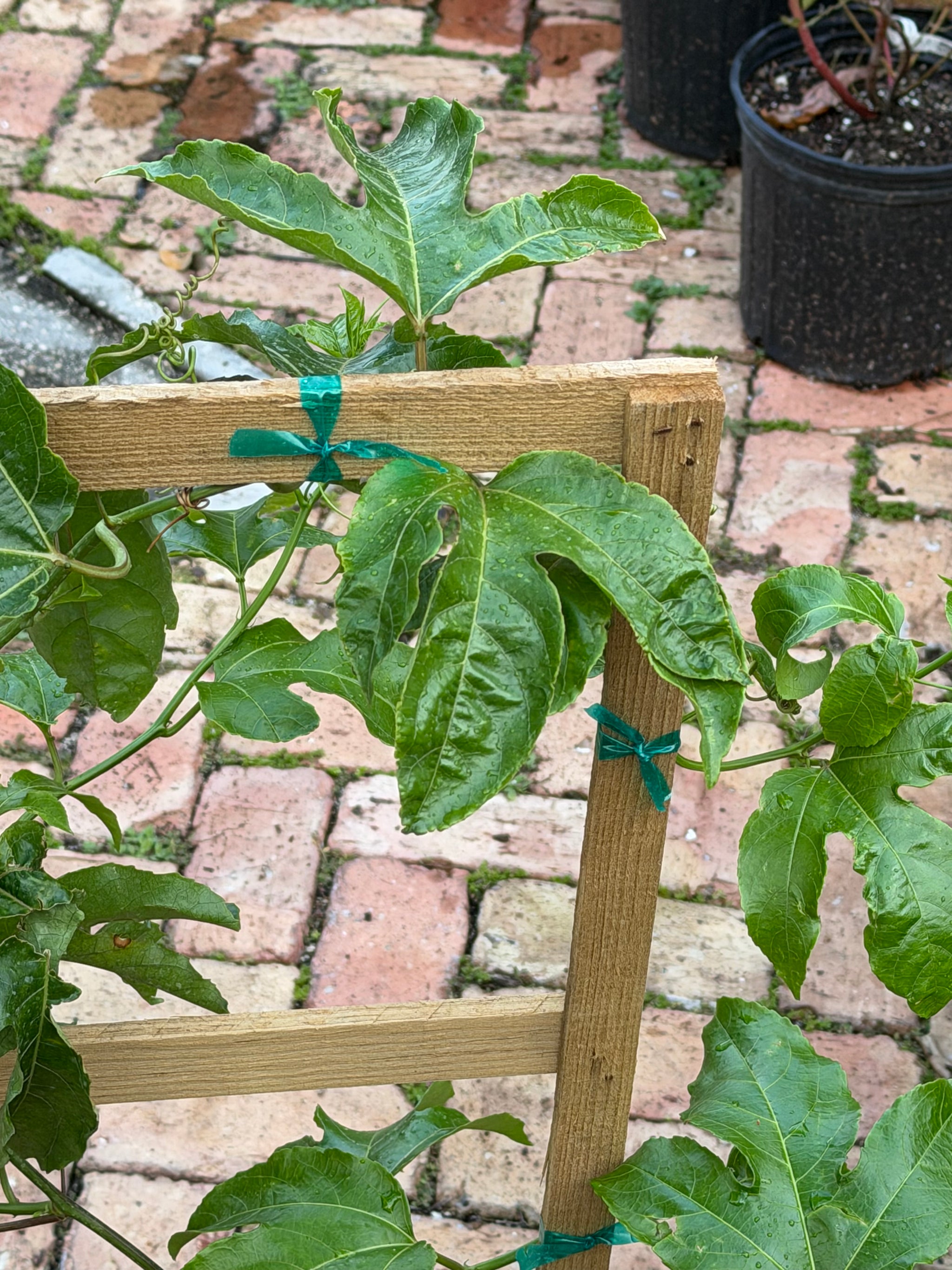 Passionfruit Plant 24-36+ Incher
