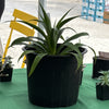 Pineapple Plant