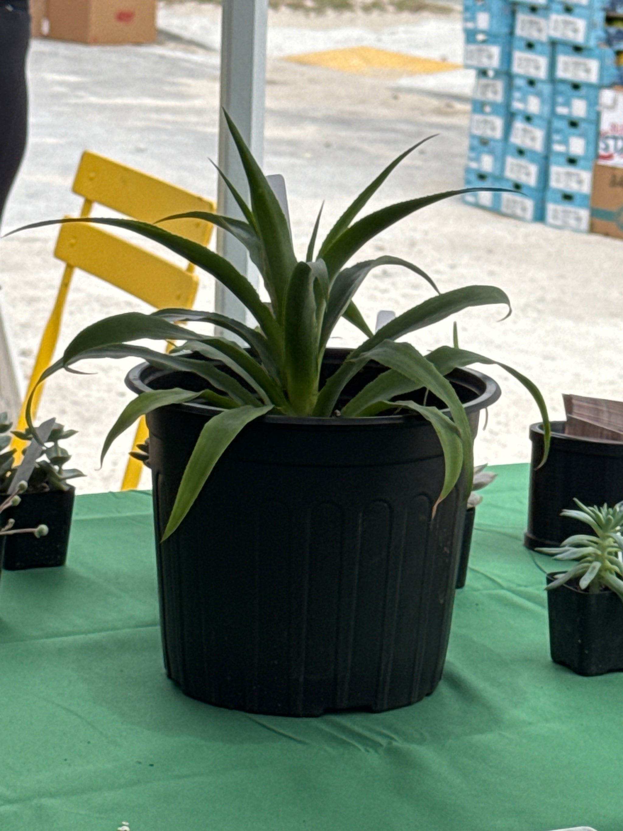 Pineapple Plant