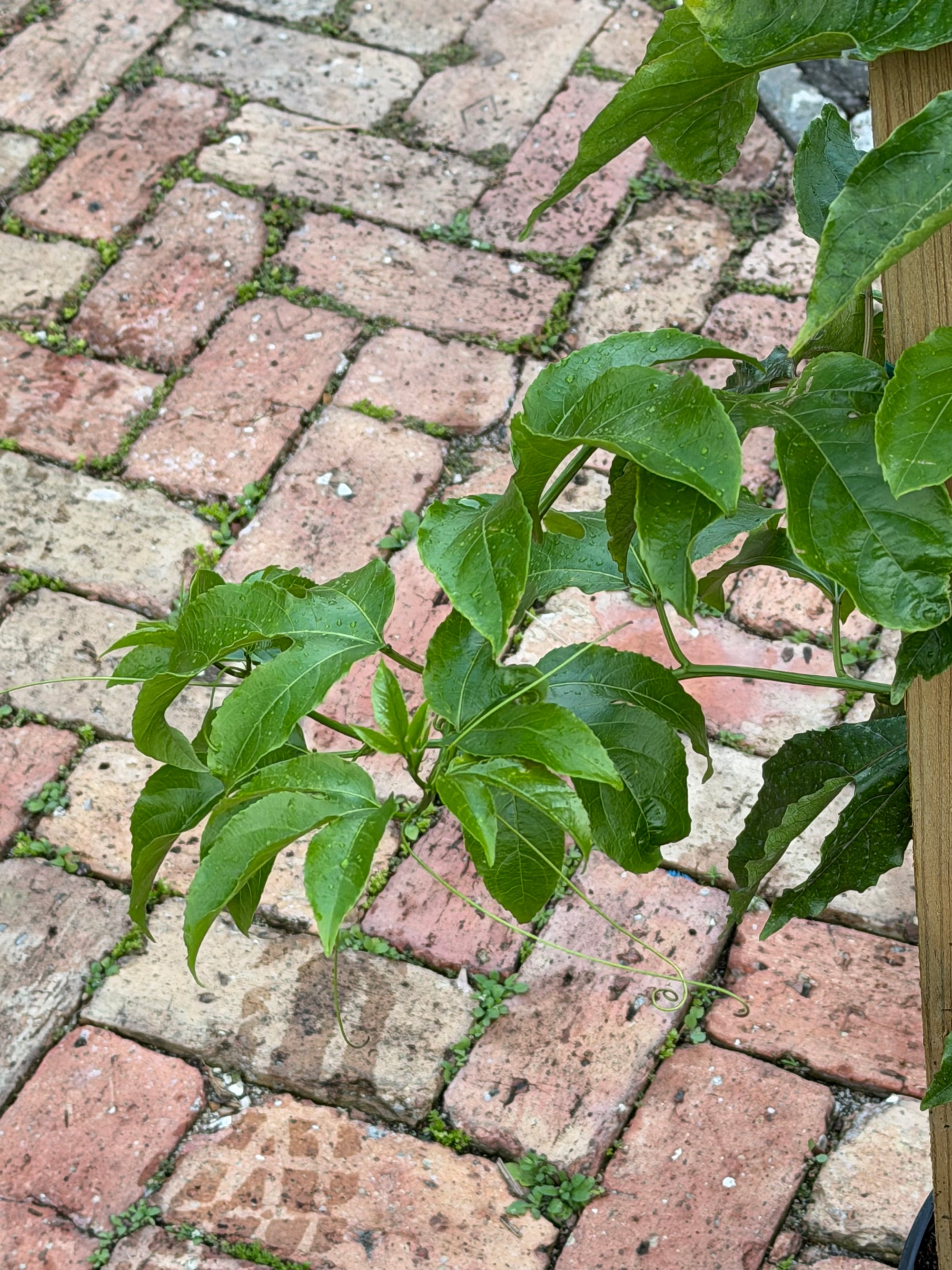 Passionfruit Plant 24-36+ Incher