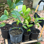 Jackfruit (From Seed)