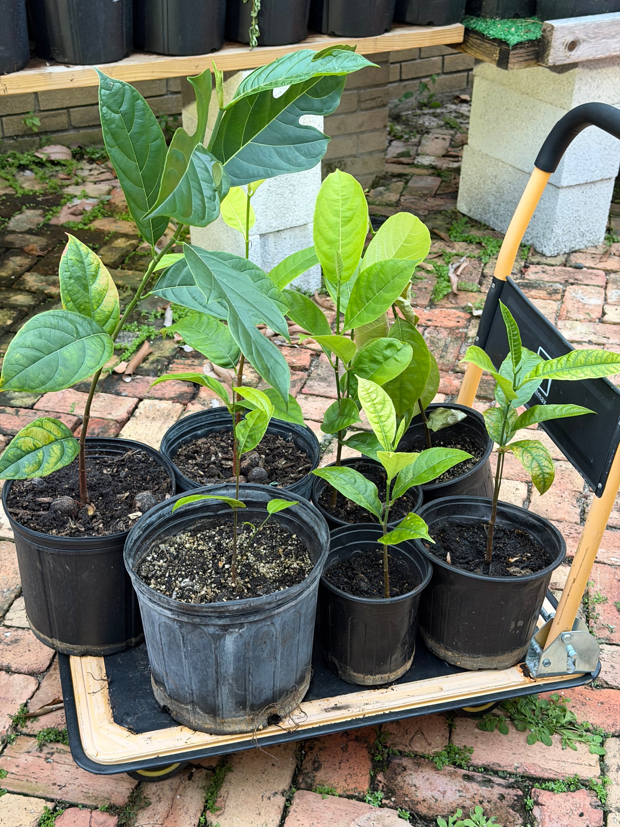 Jackfruit (From Seed)