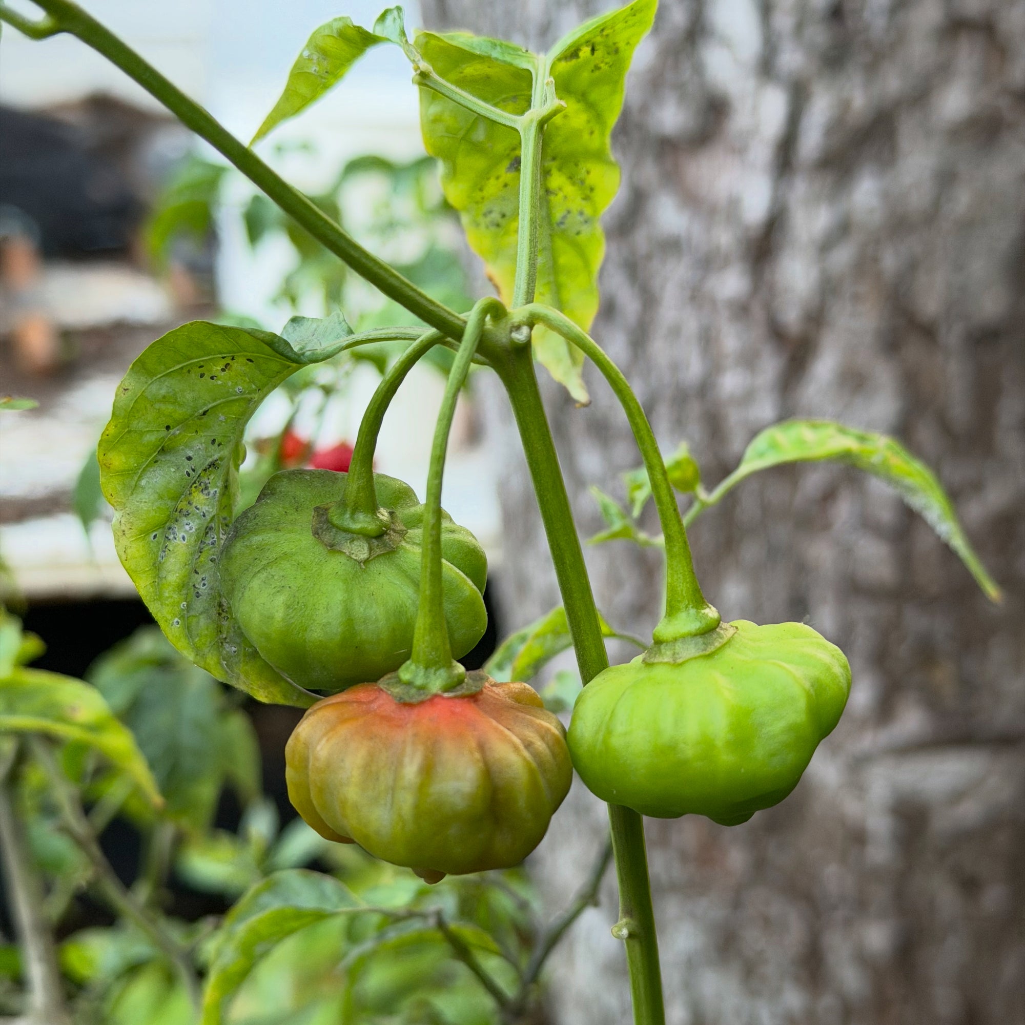 Sweet Pepper Plant Aji Cachucha