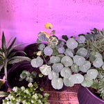 Nastrium Plant