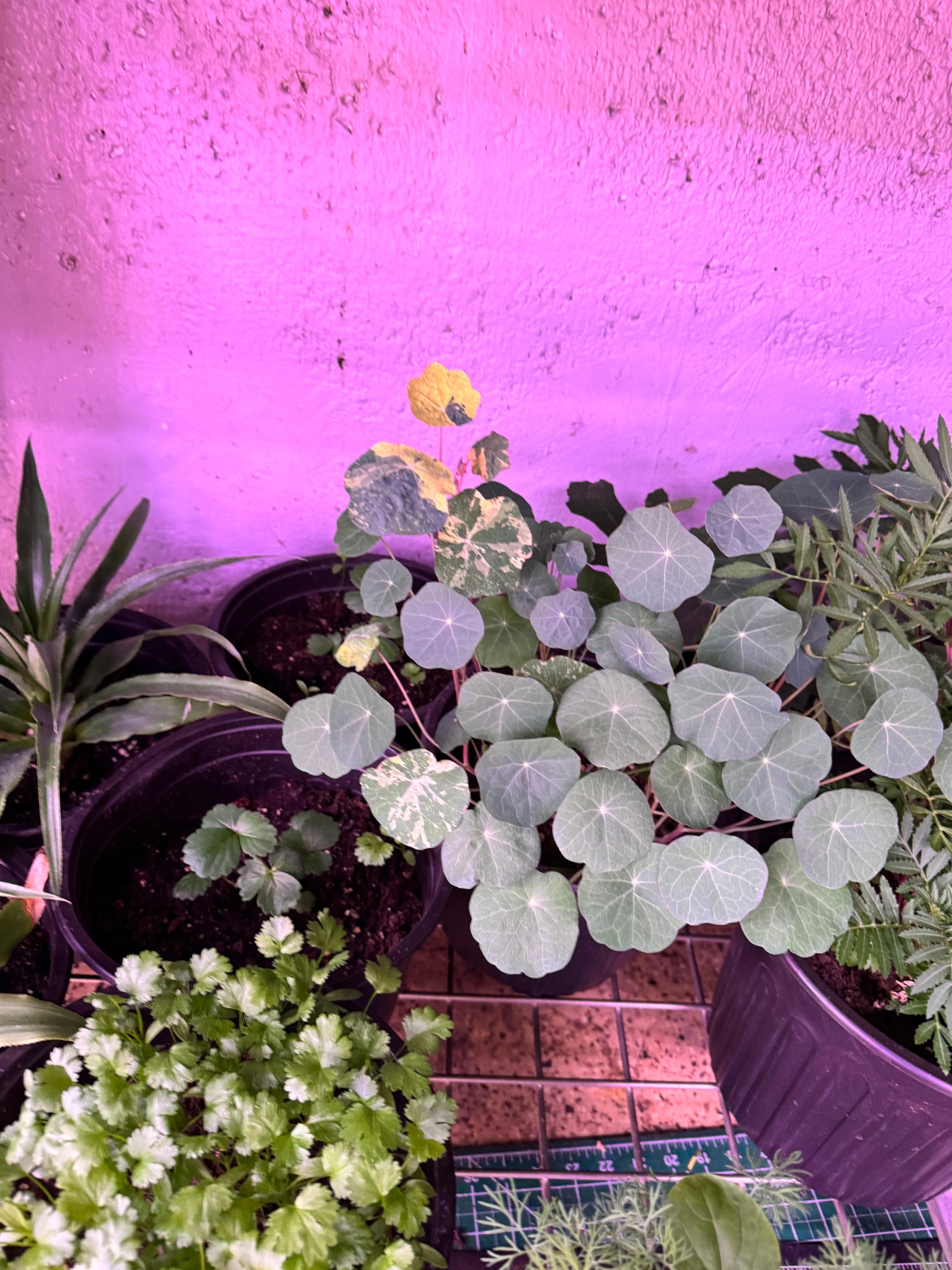 Nastrium Plant