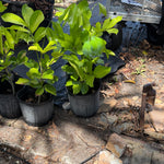 Ackee Plant From Seed 20+ Inch