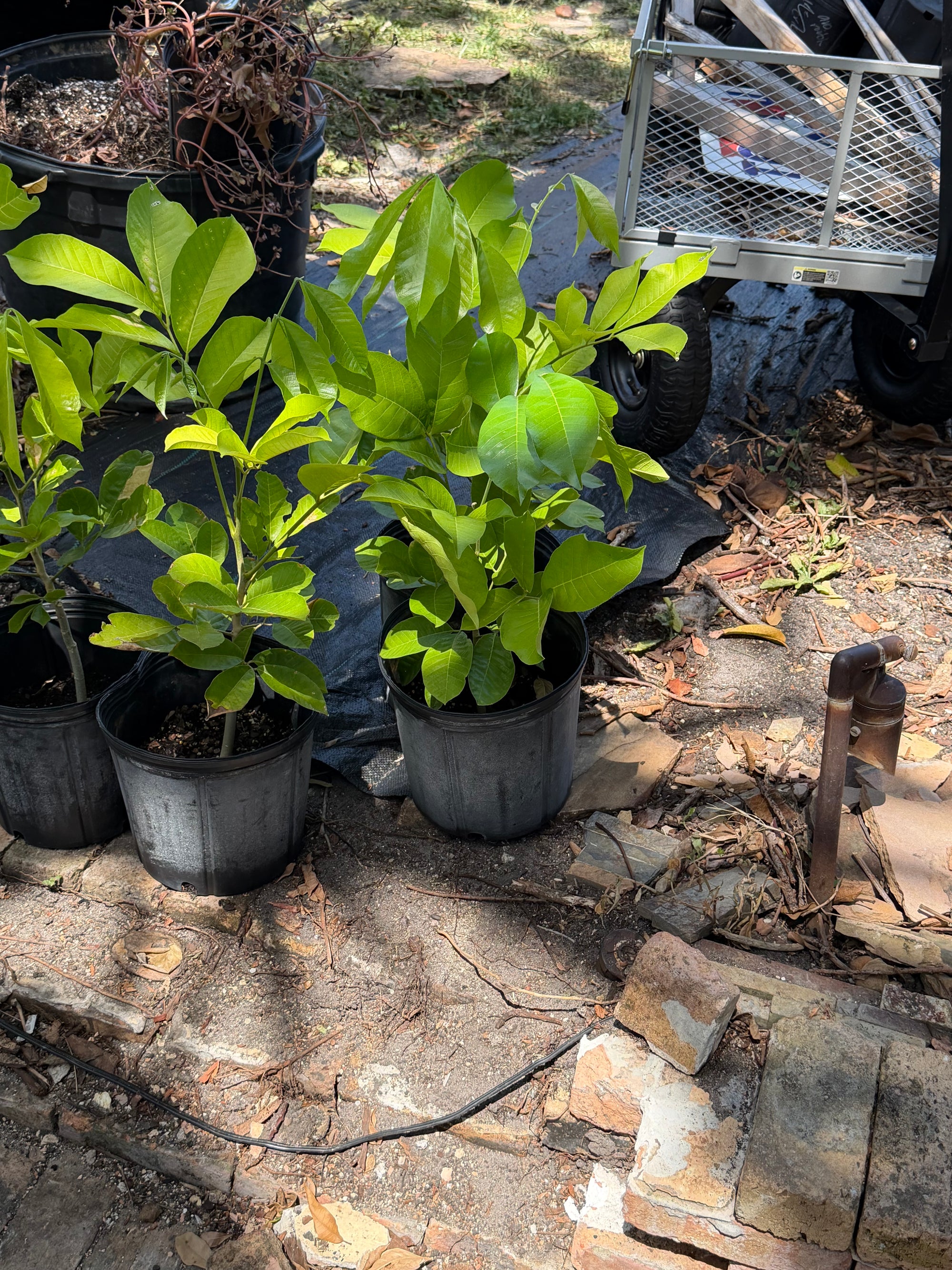 Ackee Plant From Seed 20+ Inch