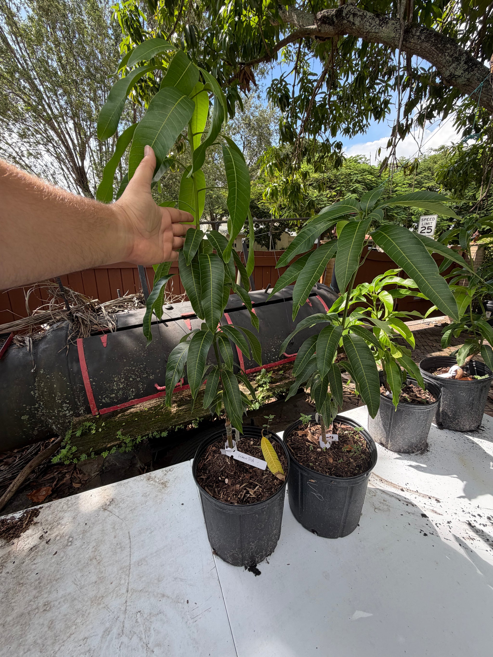 Valencia Pride Mango Grafted