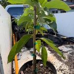 Simmond Avocado Grafted