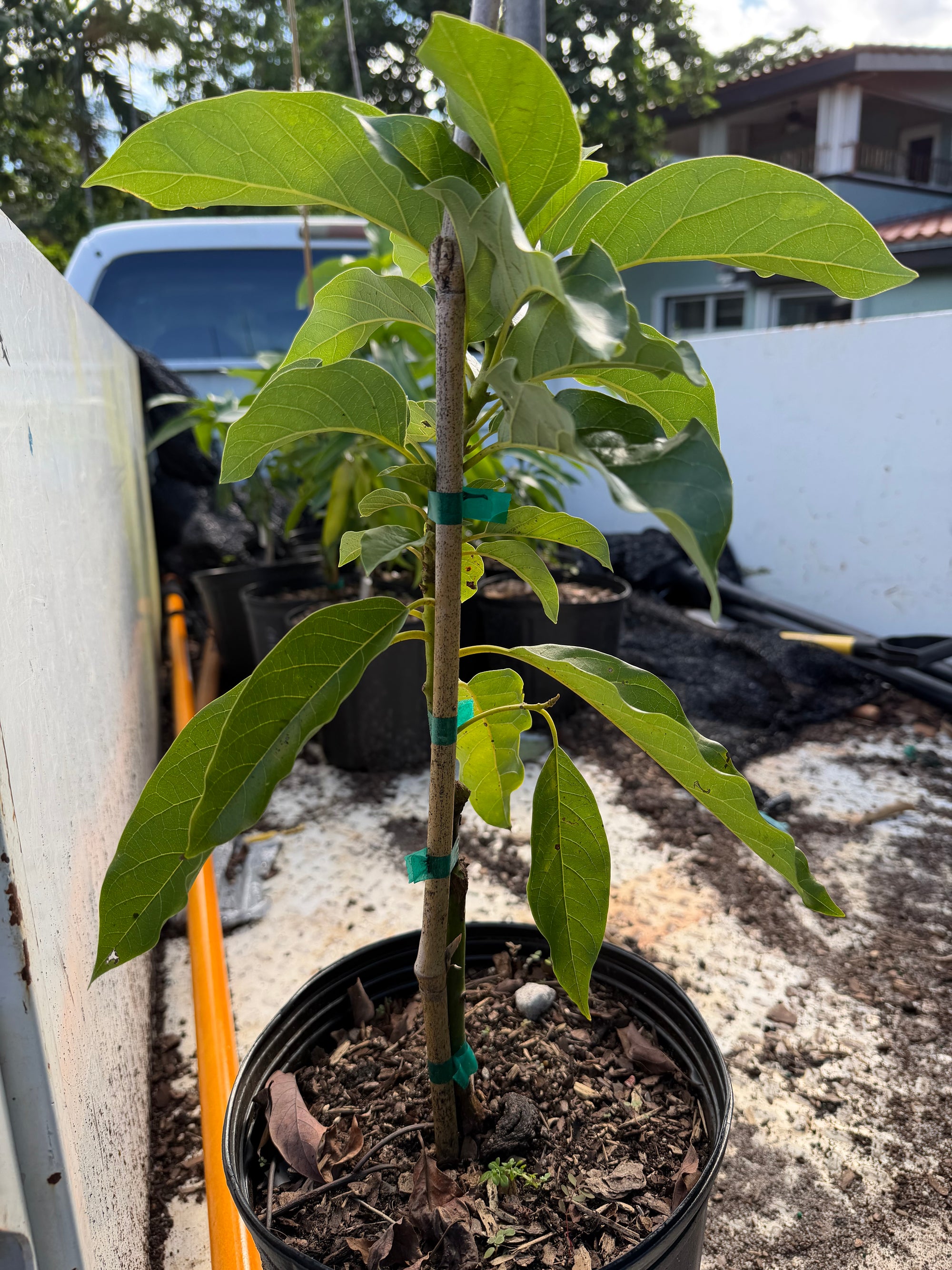 Simmond Avocado Grafted