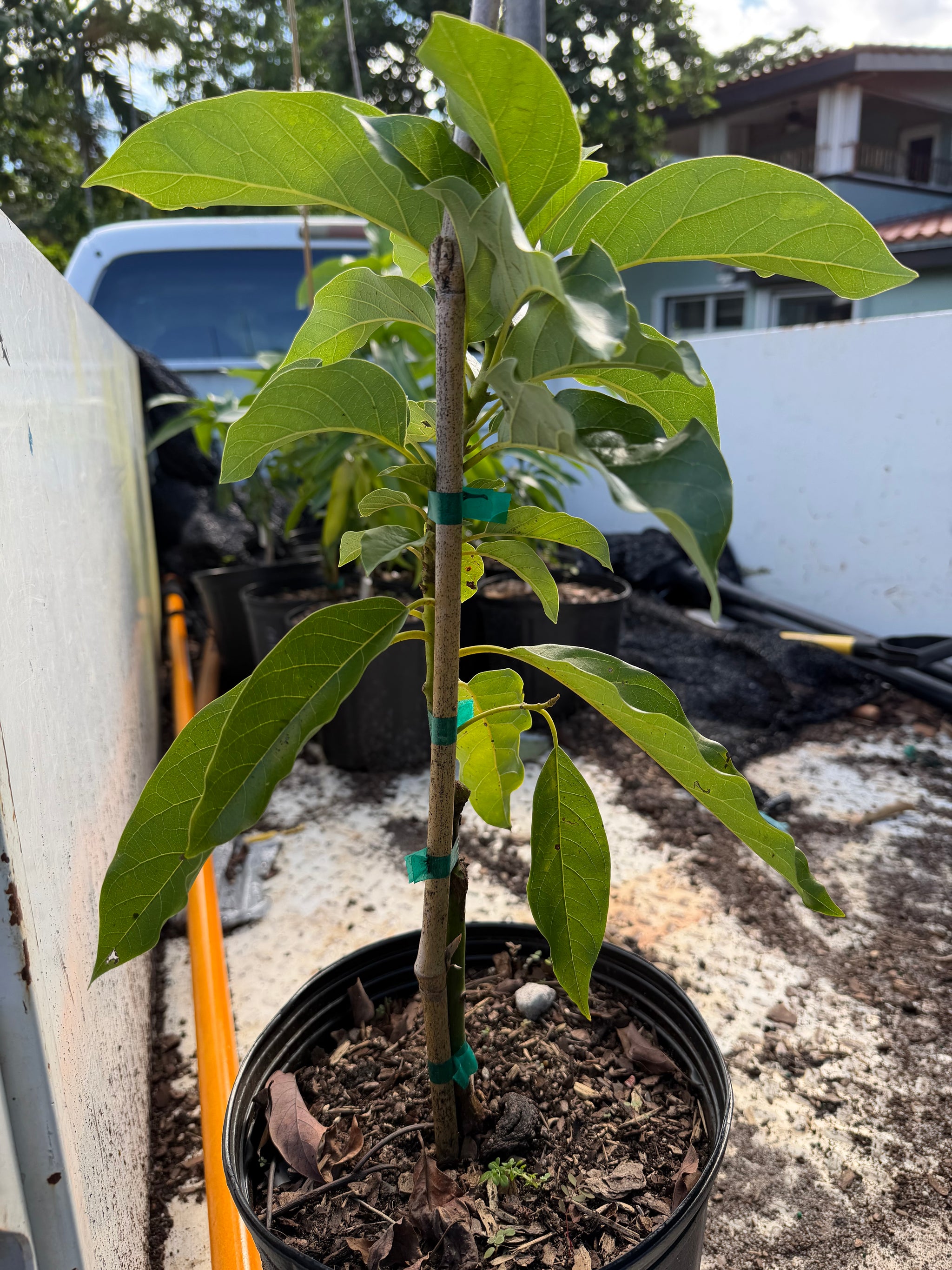 Simmond Avocado Grafted