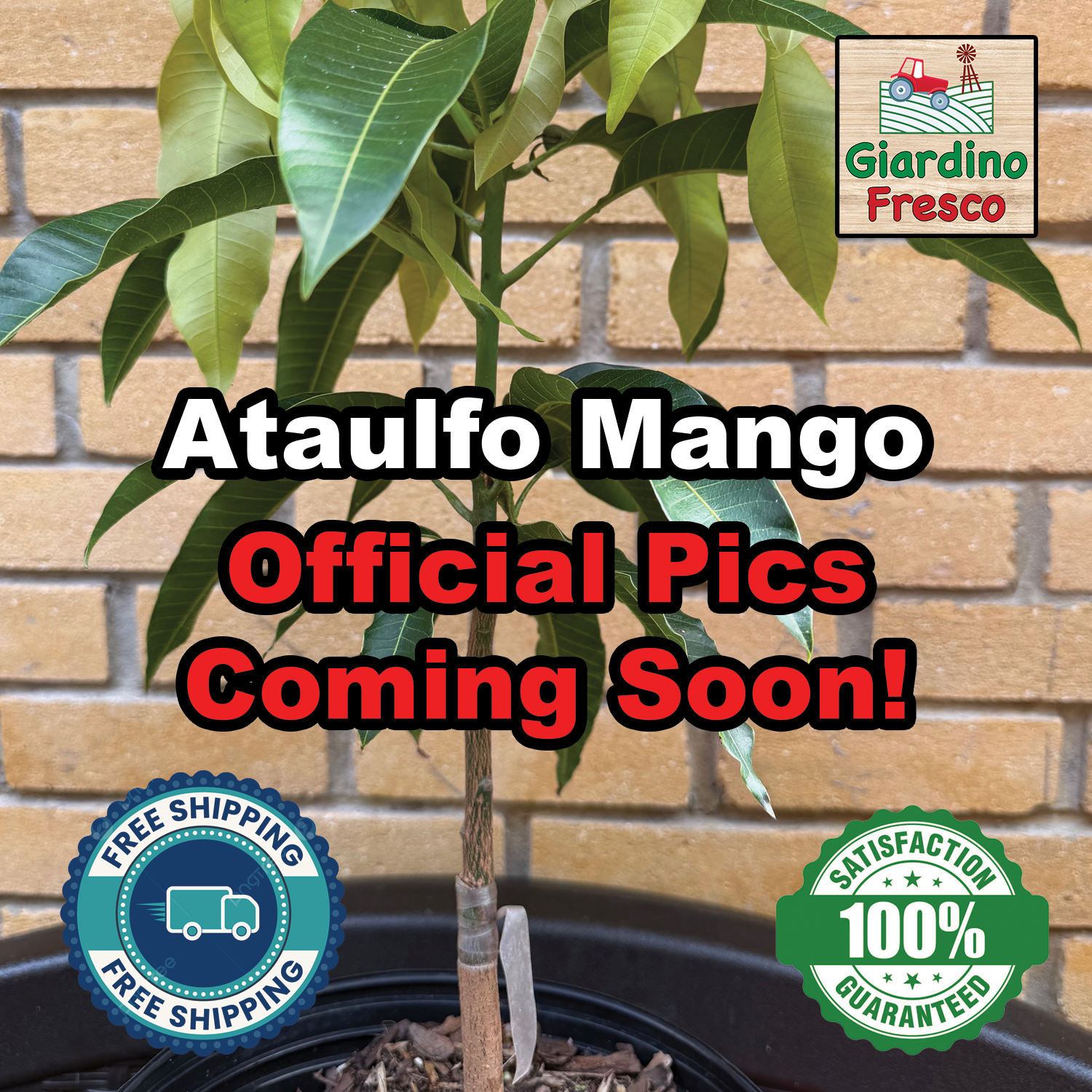 Ataulfo Mango Grafted 12+Incher