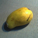 Ataulfo Mango Grafted 12+Incher