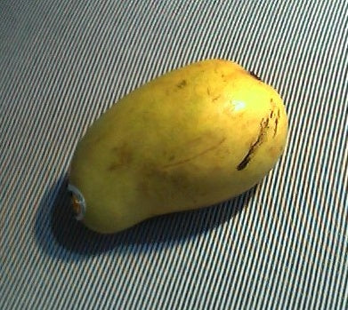 Ataulfo Mango Grafted 12+Incher