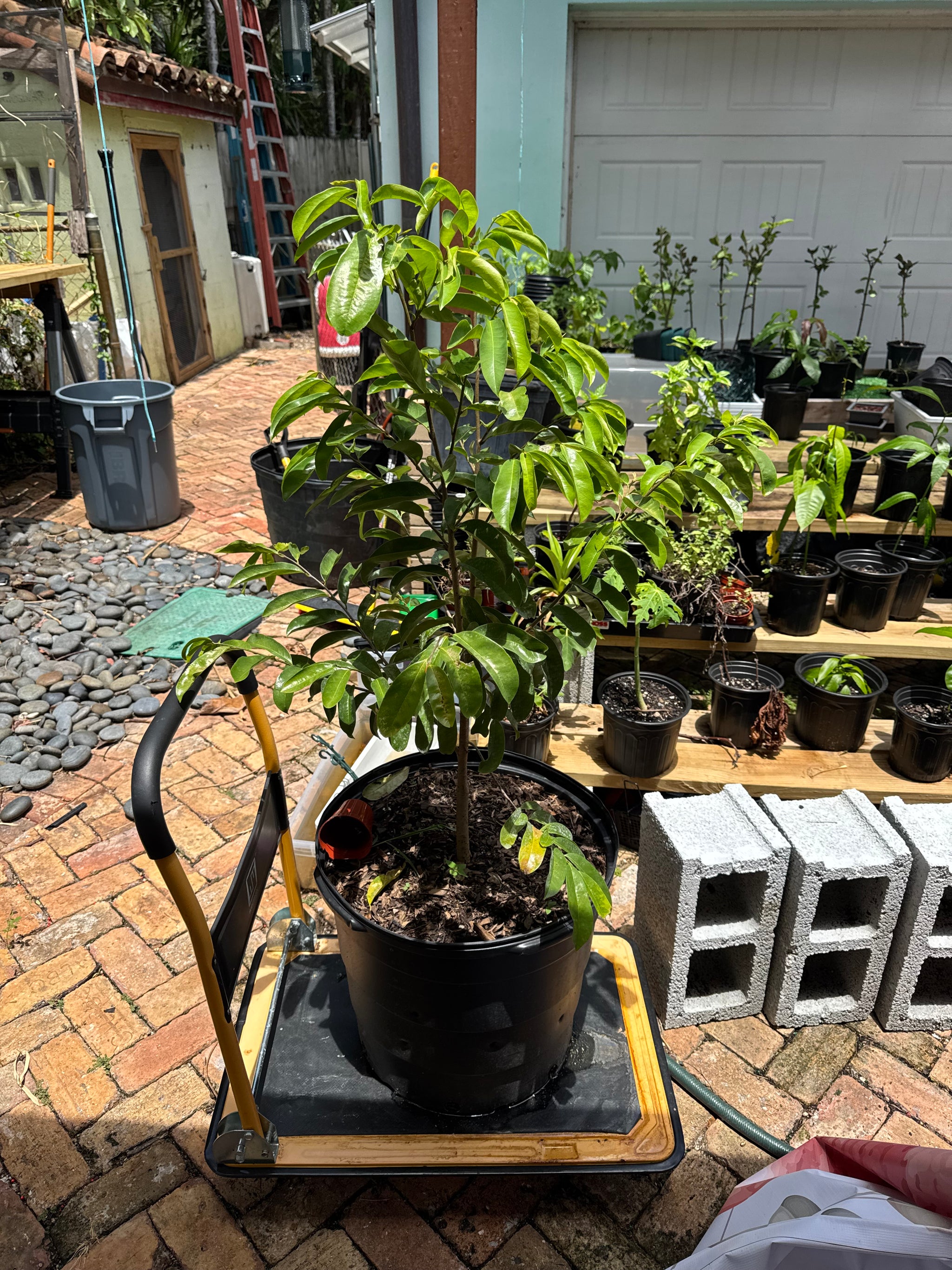 Soursop / Guanabana Plant 24+ Inch
