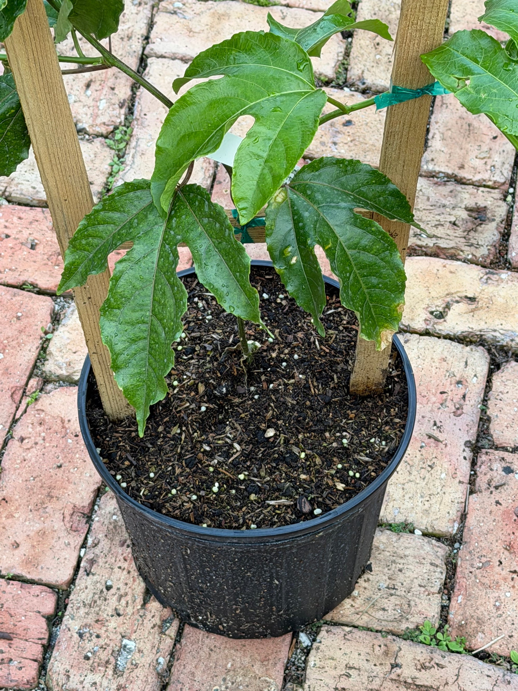Passionfruit Plant 24-36+ Incher