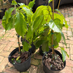 Choquette Avocado Grafted