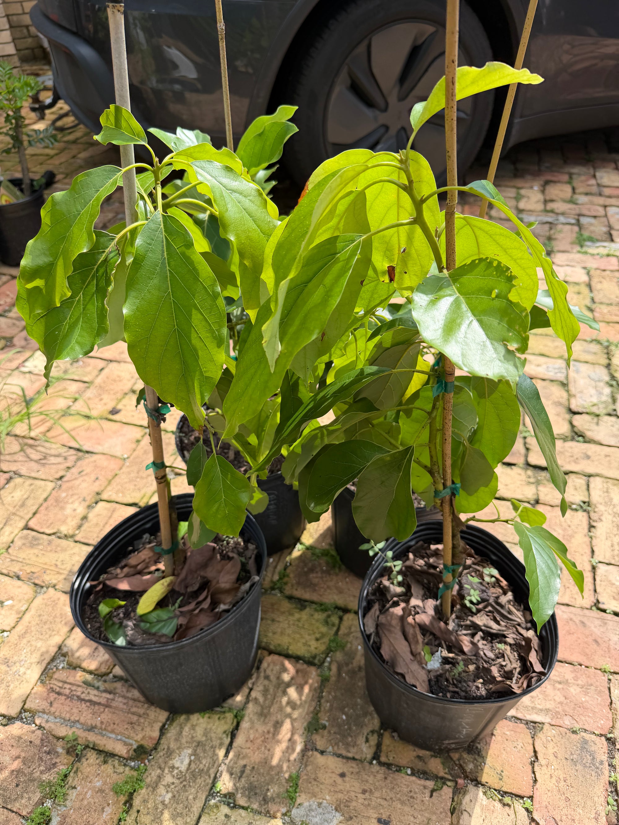 Choquette Avocado Grafted