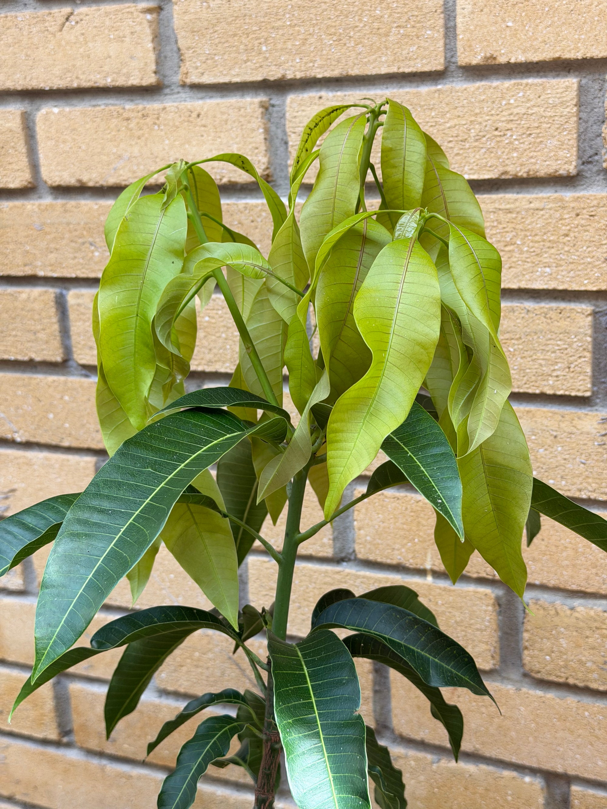 Carrie (Condo) Mango Grafted Will Fruit In 1 Year (Already Flowered)