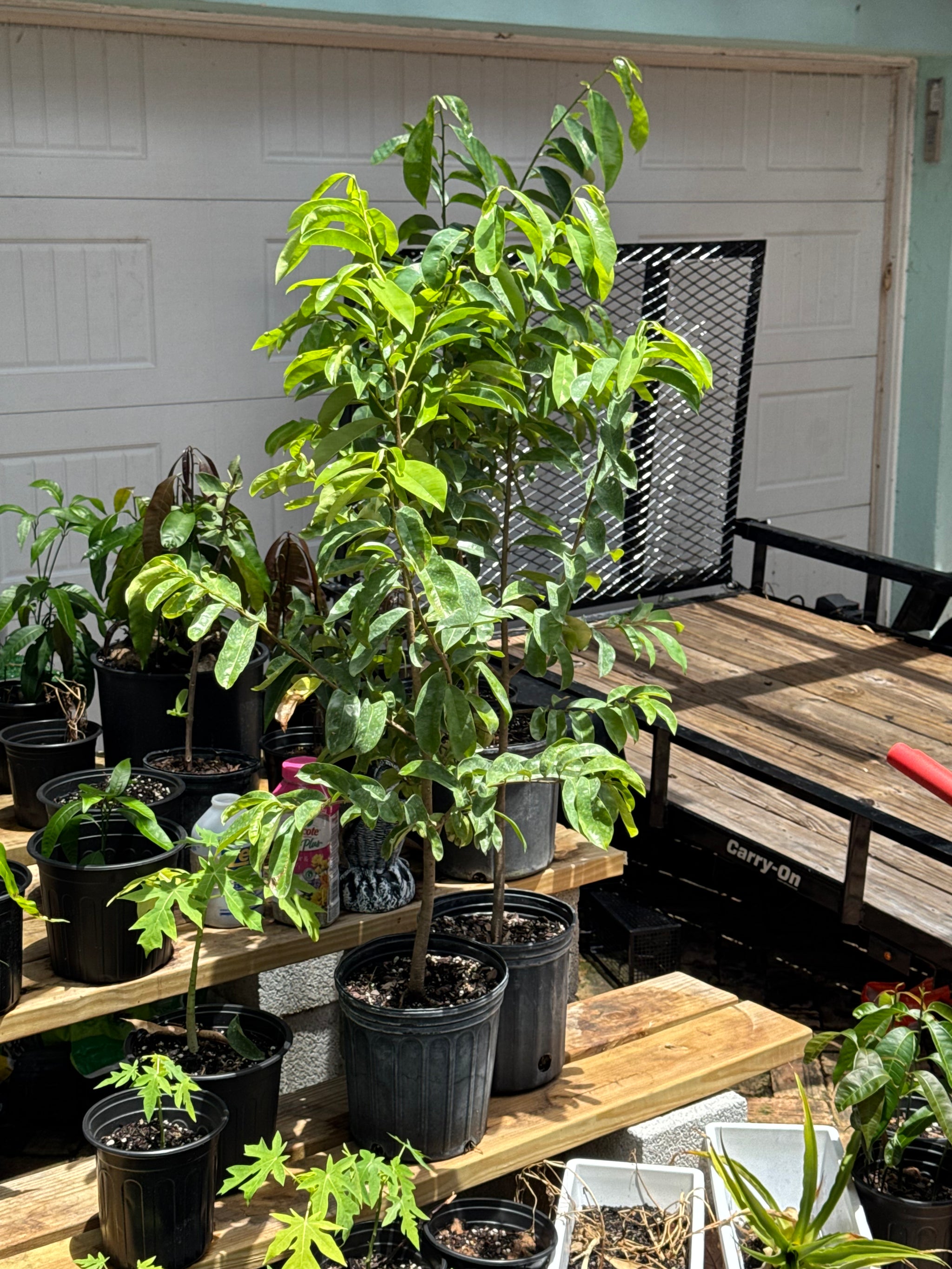 Soursop / Guanabana Plant 24+ Inch