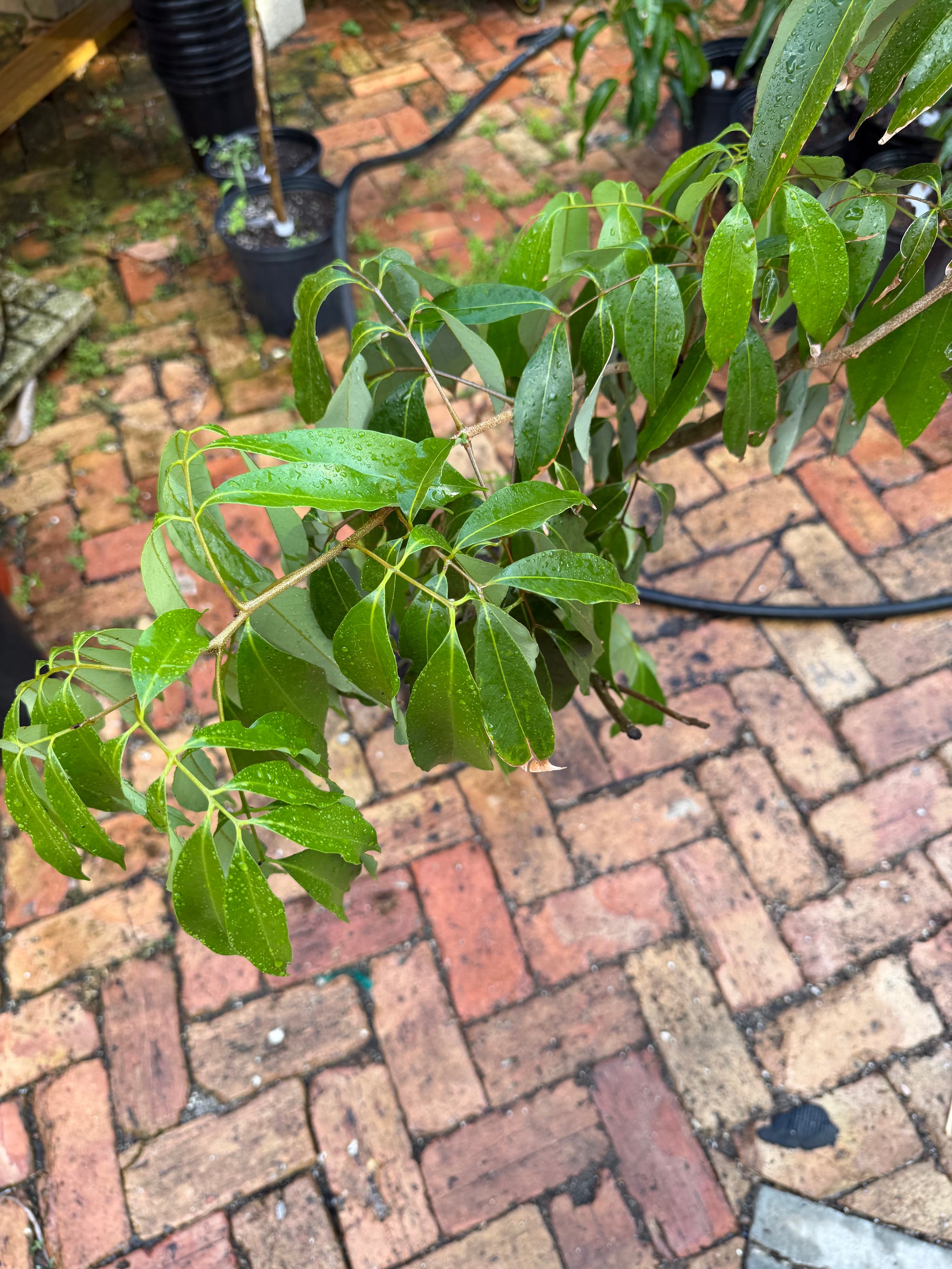 Brewster Lychee Tree Plant Grafted