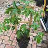 Passionfruit Plant 24-36+ Incher