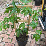 Passionfruit Plant 24-36+ Incher